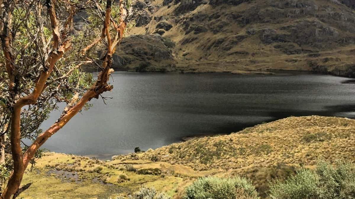 Як ютубери України співпрацюють з брендами Бразилії