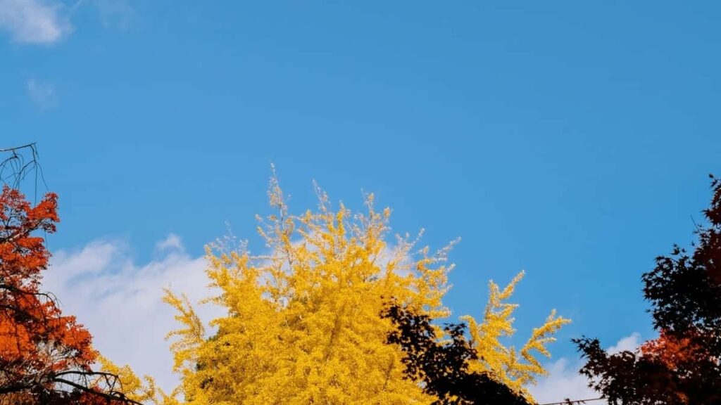 Як Instagram інфлюенсери України співпрацюють з брендами Південної Кореї
