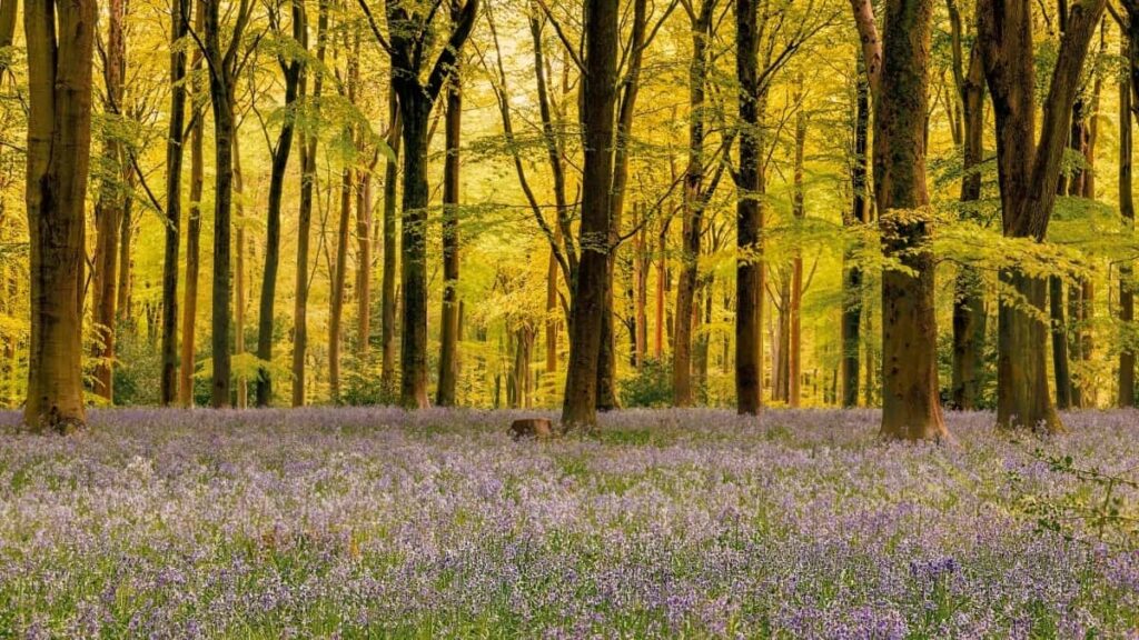 Як українські Facebook інфлюенсери можуть співпрацювати з японськими брендами