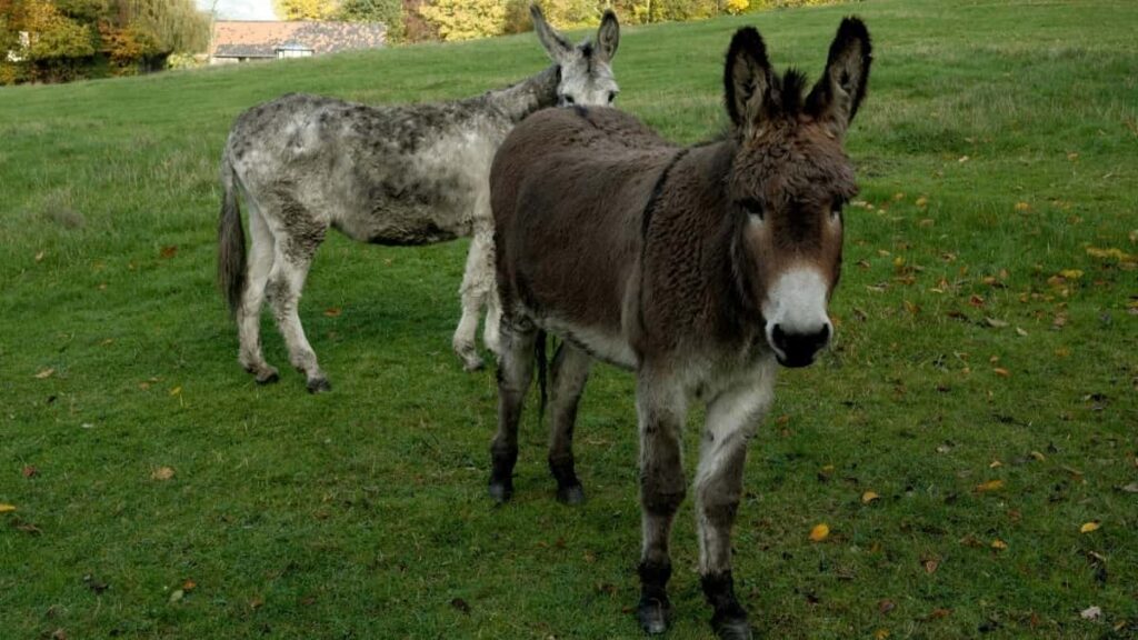 2025 Poland Instagram прайс лист для реклами в Україні