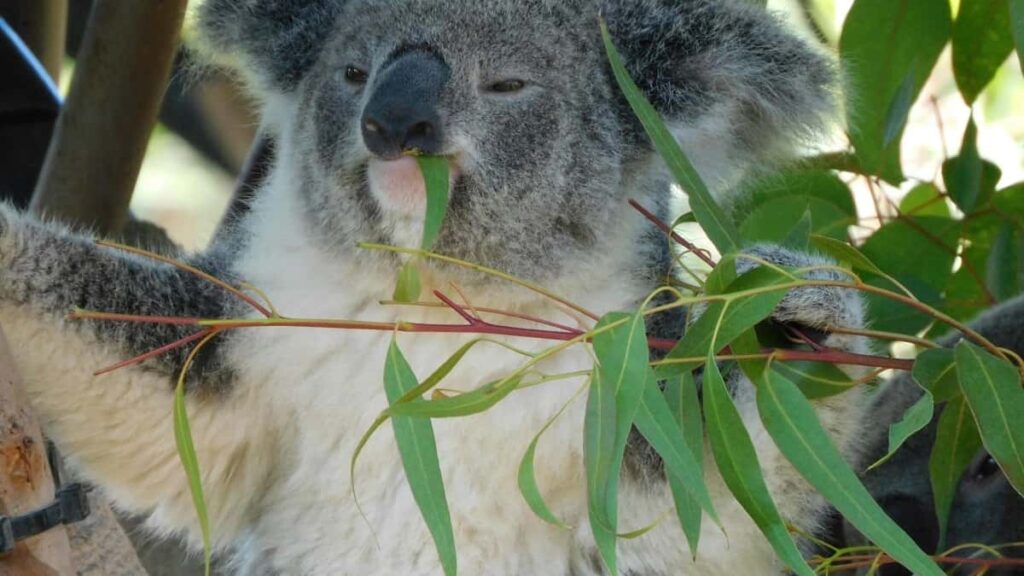 2025 Poland Instagram повний прайс на рекламу для України