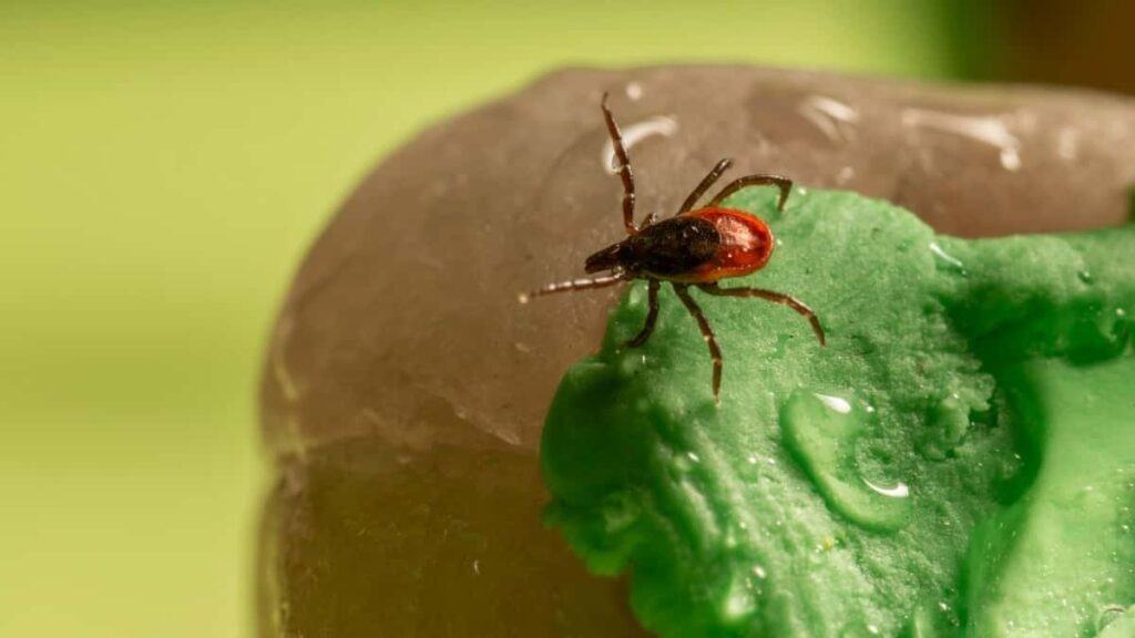 2025 Poland Instagram рекламні тарифи для України