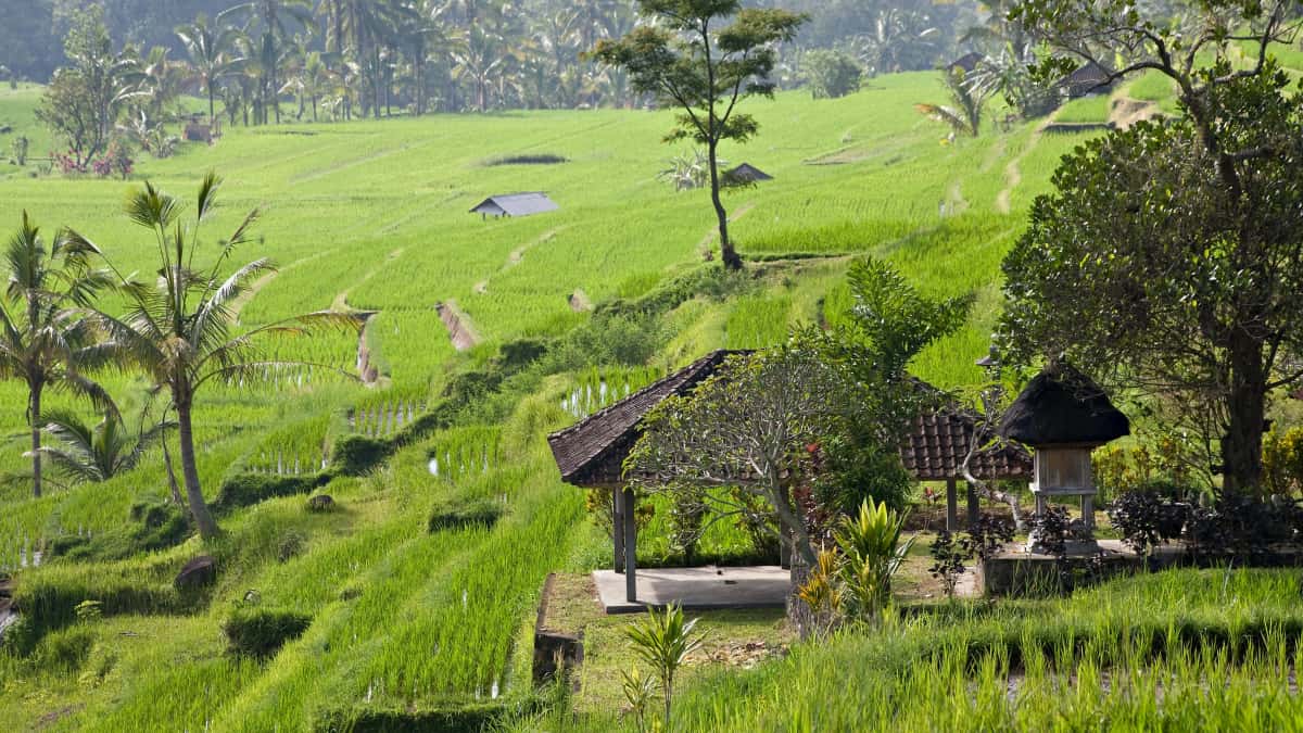 Ukrainian creators: Reach Indonesian brands on Clubhouse