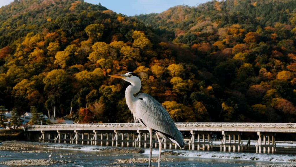 : Takatak, .