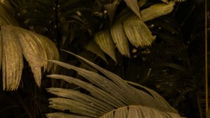 : OnlyFans midtier, .